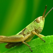 Pseudochorthippus parallelus - Gemeiner Grashüpfer