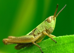 Pseudochorthippus parallelus - Gemeiner Grashüpfer