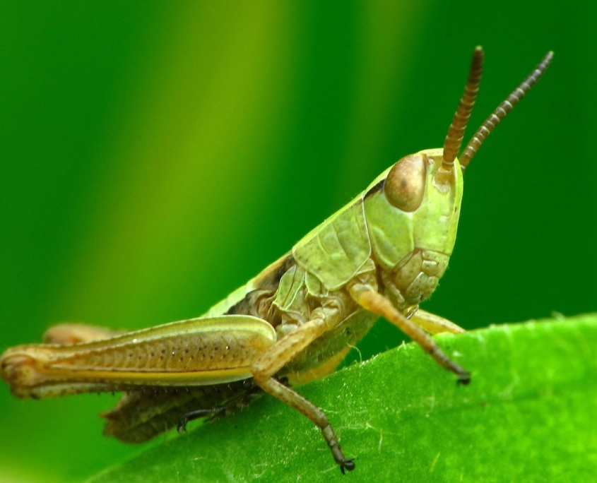 Pseudochorthippus parallelus - Gemeiner Grashüpfer