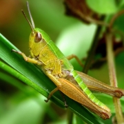 Pseudochorthippus parallelus - Gemeiner Grashüpfer