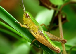Pseudochorthippus parallelus - Gemeiner Grashüpfer