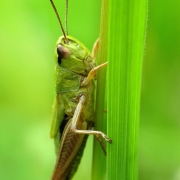 Pseudochorthippus parallelus - Gemeiner Grashüpfer
