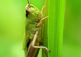 Pseudochorthippus parallelus - Gemeiner Grashüpfer