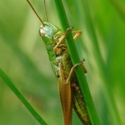 Pseudochorthippus parallelus - Gemeiner Grashüpfer