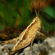 Chorthippus mollis - Verkannter Grashüpfer