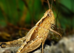 Chorthippus mollis - Verkannter Grashüpfer