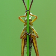 Pseudochorthippus parallelus - Gemeiner Grashüpfer