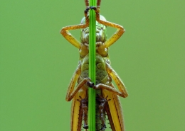 Pseudochorthippus parallelus - Gemeiner Grashüpfer