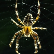 Araneus diadematus - Gartenkreuzspinne