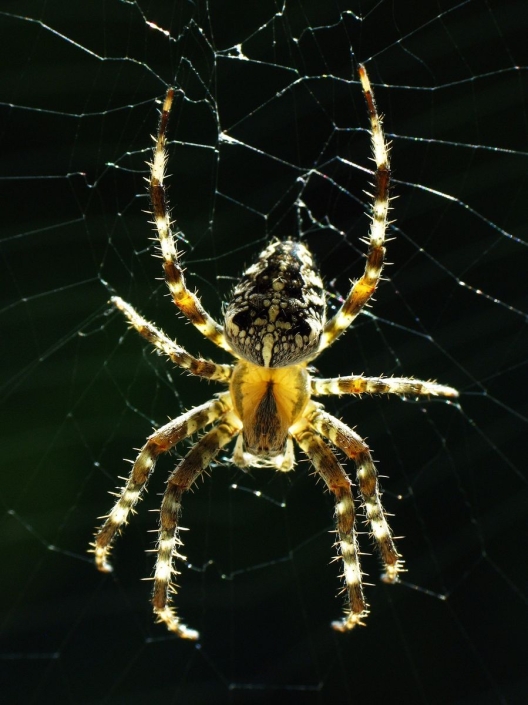 Araneus diadematus - Gartenkreuzspinne