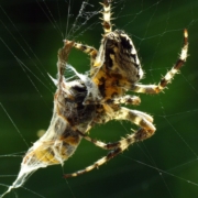 Araneus diadematus - Gartenkreuzspinne