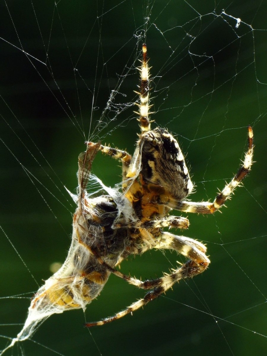Araneus diadematus - Gartenkreuzspinne