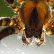Araneus diadematus - Gartenkreuzspinne