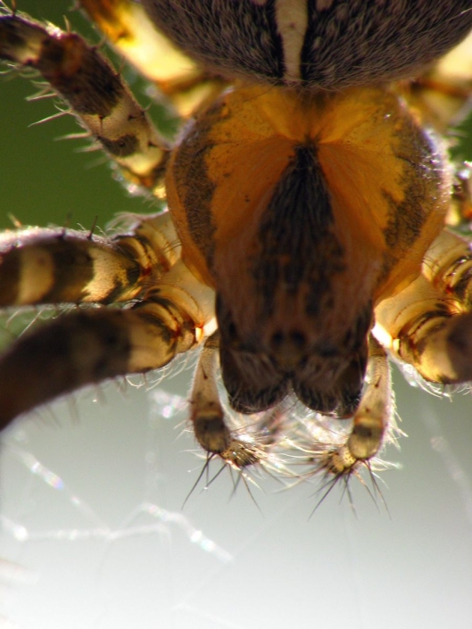 Araneus diadematus - Gartenkreuzspinne