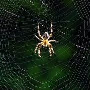 Araneus diadematus - Gartenkreuzspinne