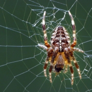 Araneus diadematus - Gartenkreuzspinne