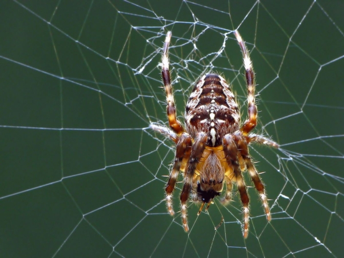 Araneus diadematus - Gartenkreuzspinne