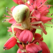 Araniella cucurbitina - Kürbisspinne