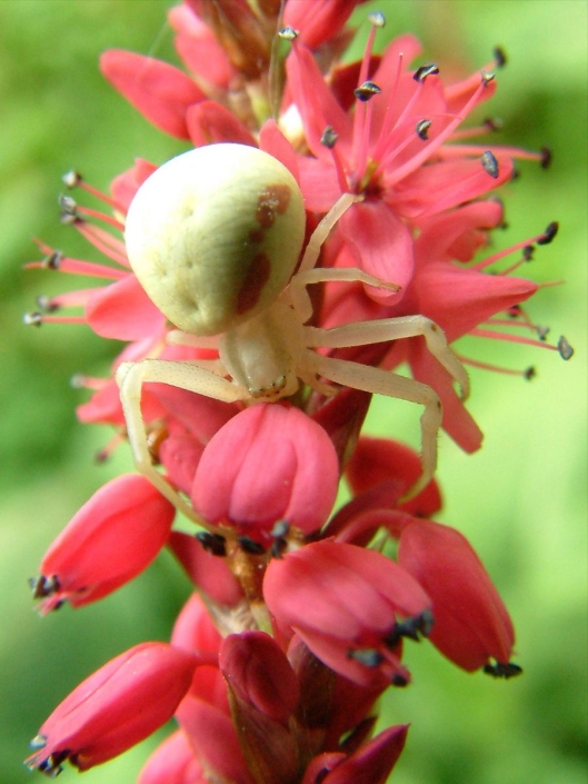 Araniella cucurbitina - Kürbisspinne