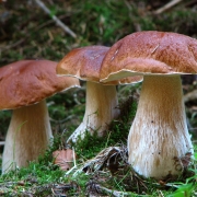 Fichten-Steinpilz - Boletus edulis