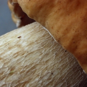 Fichten-Steinpilz - Boletus edulis