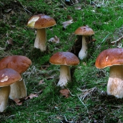 Fichten-Steinpilz - Boletus edulis