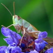 Pseudohorthippus parallelus - Gemeiner Grashüpfer