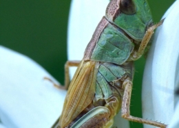 Pseudochorthippus parallelus - Gemeiner Grashüpfer
