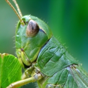 Pseudochorthippus parallelus - Gemeiner Grashüpfer