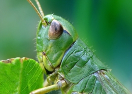 Pseudochorthippus parallelus - Gemeiner Grashüpfer