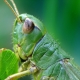 Pseudochorthippus parallelus - Gemeiner Grashüpfer