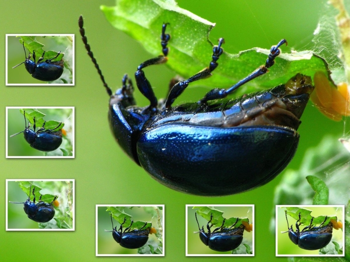 Chrysolina coerulans – Himmelblauer Blattkäfer bei der Eiablage Chrysolina coerulans - Himmelblauer Blattkäfer bei der Eiablage