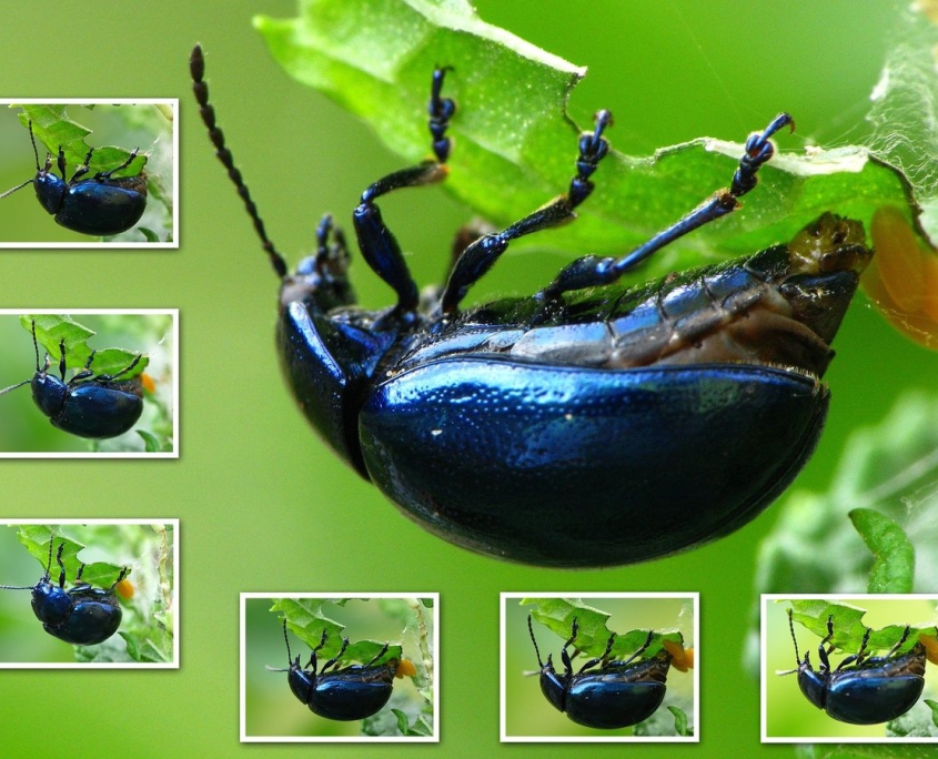 Chrysolina coerulans - Himmelblauer Blattkäfer bei der Eiablage
