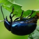 Chrysolina coerulans - Minzekäfer bei der Eiablage