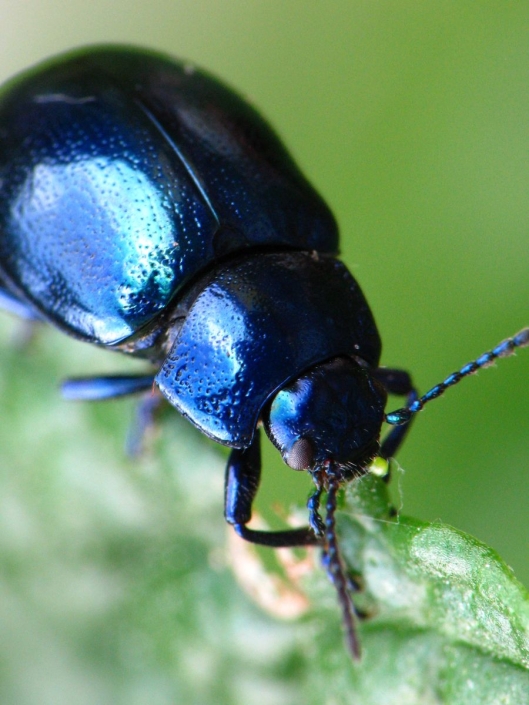 Chrysolina coerulans – Himmelblauer Blattkäfer Chrysolina coerulans - Himmelblauer Blattkäfer