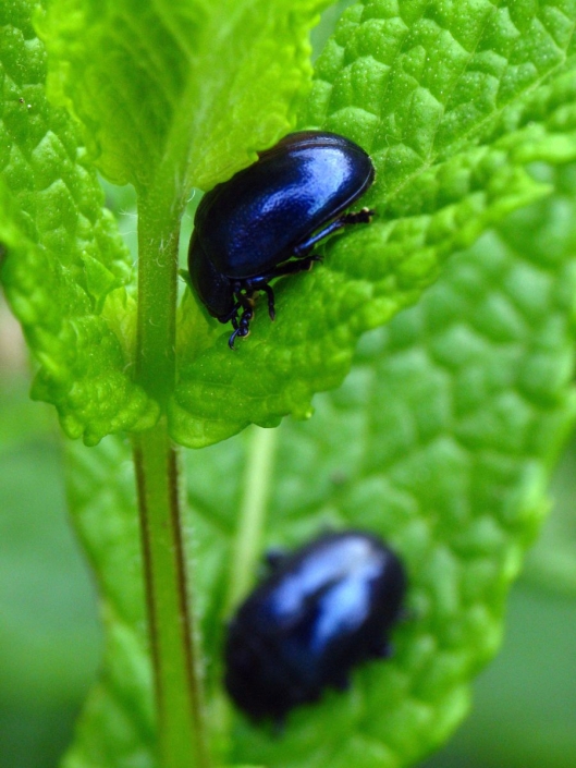 Chrysolina coerulans – Himmelblauer Blattkäfer Chrysolina coerulans - Himmelblauer Blattkäfer
