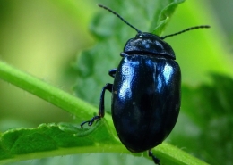 Chrysolina Coerulans - Himmelblauer Blattkäfer