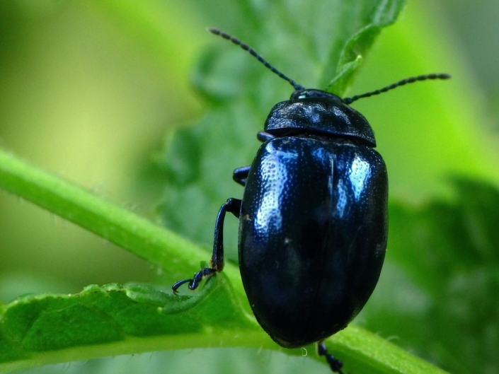 Chrysolina Coerulans – Himmelblauer Blattkäfer Chrysolina Coerulans - Himmelblauer Blattkäfer