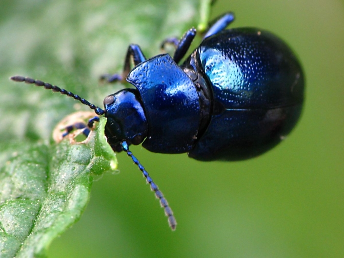 Chrysolina coerulans – Himmelblauer Blattkäfer Chrysolina coerulans - Himmelblauer Blattkäfer