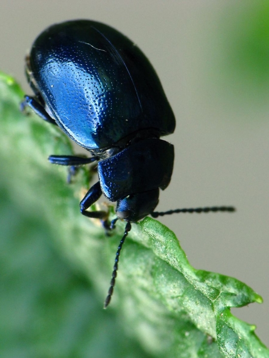 Chrysolina coerulans – Himmelblauer Blattkäfer Chrysolina coerulans - Himmelblauer Blattkäfer