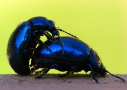 Chrysolina coerulans - Minzekäfer bei der Kopulation