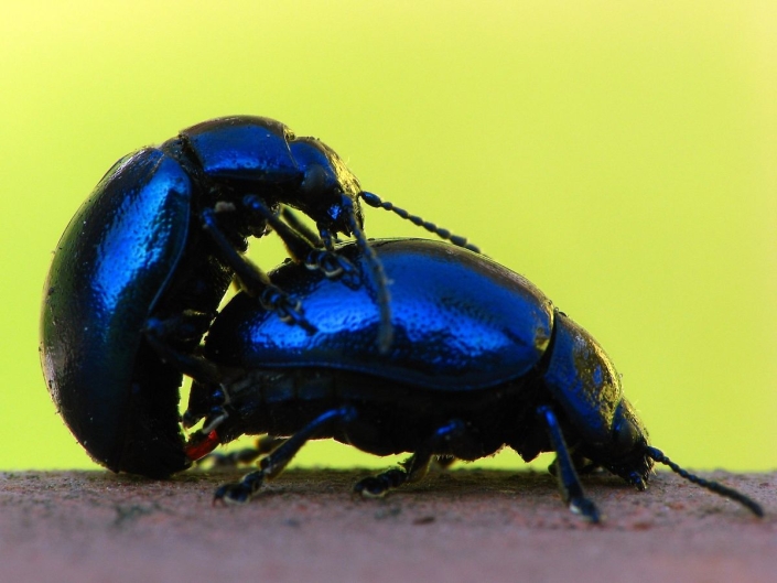Chrysolina coerulans – Minzekäfer bei der Kopulation Chrysolina coerulans - Minzekäfer bei der Kopulation