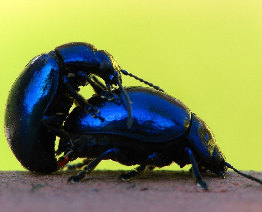 Chrysolina coerulans - Minzekäfer bei der Kopulation