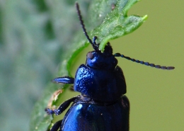 Chrysolina coerulans - Himmelblauer Blattkäfer