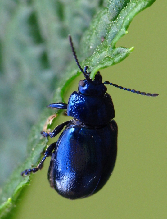 Chrysolina coerulans – Himmelblauer Blattkäfer Chrysolina coerulans - Himmelblauer Blattkäfer