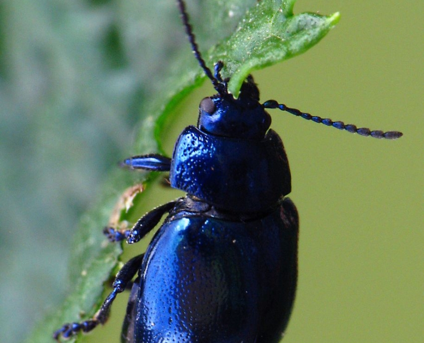Chrysolina coerulans - Himmelblauer Blattkäfer