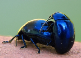 Chrysolina coerulans - Minzekäfer bei der Paarung