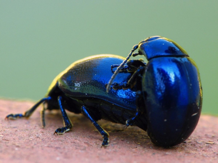 Chrysolina coerulans – Minzekäfer bei der Paarung Chrysolina coerulans - Minzekäfer bei der Paarung