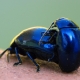 Chrysolina coerulans - Minzekäfer bei der Paarung