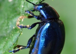 Chrysolina coerulans - Himmelblauer Blattkäfer